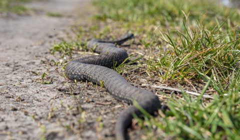 A poisonous black snake viper creeps along a dirt road amid green grass. Selective focus on the body of the snake.